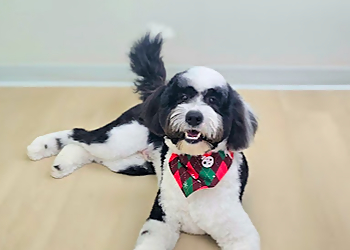 Stouffville pet grooming CoMi Pet Grooming Inc.