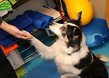 Coastal Rivers Pet Hospital - Abbotsford, BC Veterinary Clinics - Patient Care Image