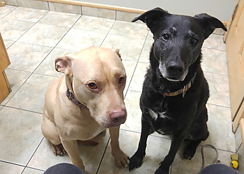 Halifax Cliniques Vétérinaires Cobequid Animal Hospital