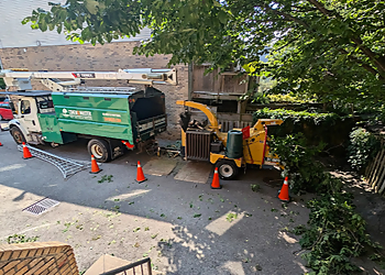 Vaughan tree service Cohen & Master Tree & Shrub Services