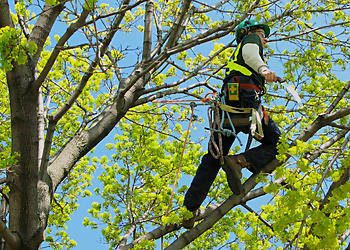Vaughan tree service Cohen & Master Tree & Shrub Services