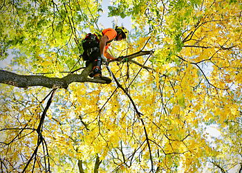 Vaughan tree service Cohen & Master Tree & Shrub Services