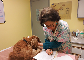 Colborne Street Pet Hospital - Orillia, ON Veterinary Clinics - Treatment Room Image