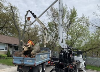 Tree wayne nj, cut CA Windsor service accurate