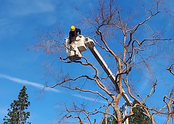 Complete Stump & Tree Removal Inc. - Waterloo, ON Services d'arboriculteur - Team Working Image
