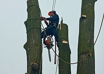Complete Stump & Tree Removal Inc. - Waterloo, ON Services d'arboriculteur - Outdoor Work Image