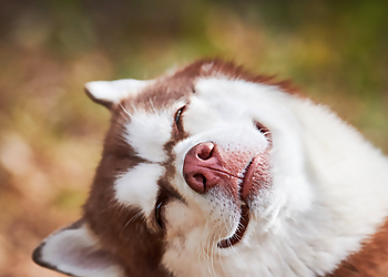 Ottawa pet grooming Completely Mutts Grooming