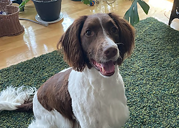 Ottawa pet grooming Completely Mutts Grooming