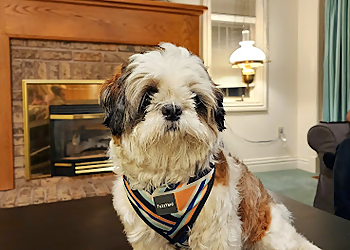 Ottawa Salons de Toilettage Pour Animaux De Compagnie Completely Mutts Grooming