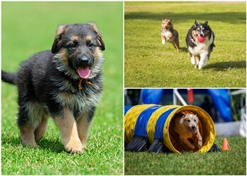 Terrebonne Dresseurs De Chiens Complexe Educatif Canin