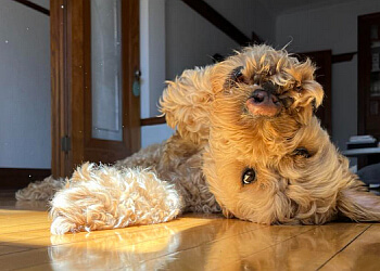 Montreal dog walker Copains Urbains