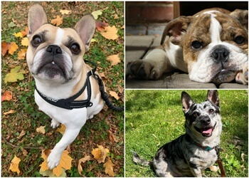 Montreal dog walker Copains Urbains