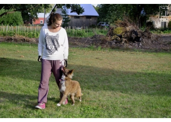 St Catharines dog trainer Corbie's Dog Training
