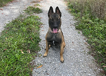 Oshawa dog trainer Correct Canine