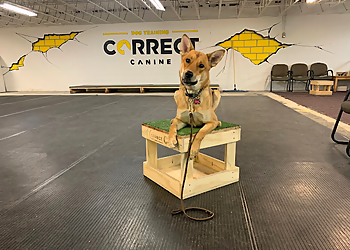Oshawa dog trainer Correct Canine