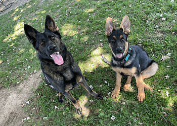 Welland Dresseurs De Chiens Courteous Canine Training Services