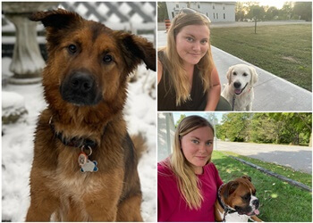 Welland Dresseurs De Chiens Courteous Canine Training Services