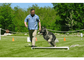 Saskatoon Dresseurs De Chiens Crazy Tails