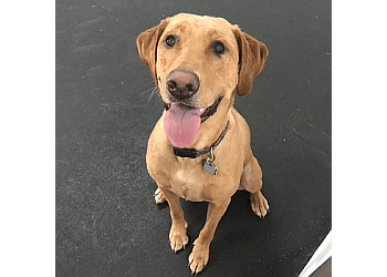 Saskatoon Dresseurs De Chiens Crazy Tails