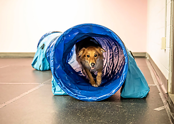 Creating Connections - Grande Prairie, AB Dog Trainers - Dog Training Image