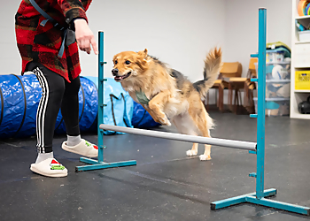 Creating Connections - Grande Prairie, AB Dog Trainers - Dog Training Session Image