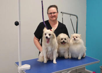 Brantford pet grooming Creative Canine Dog Grooming Salon