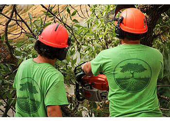 Ottawa Services d'arboriculteur Croft Tree Experts