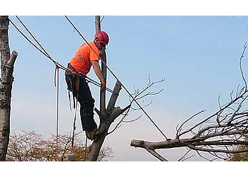 Whitby tree service Cross Bros Tree Service Ltd