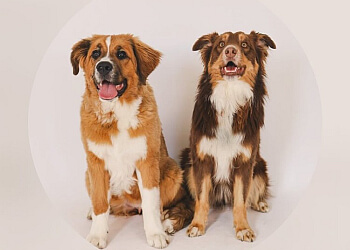 Mississauga pet grooming Crowned Canines