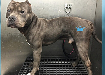 Mississauga pet grooming Crowned Canines