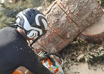 Saskatoon Services d'arboriculteur Cubs Tree Solutions Ltd