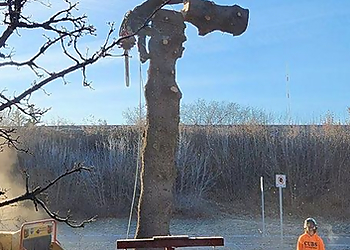 Saskatoon Services d'arboriculteur Cubs Tree Solutions Ltd