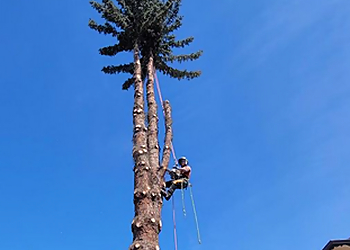Saskatoon Services d'arboriculteur Cubs Tree Solutions Ltd