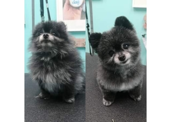 Vancouver Salons de Toilettage Pour Animaux De Compagnie Dashing Dawgs