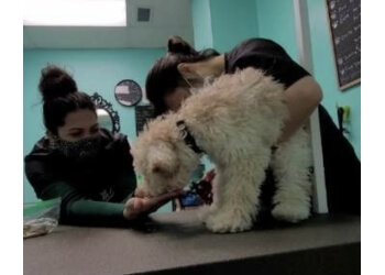 Vancouver Salons de Toilettage Pour Animaux De Compagnie Dashing Dawgs