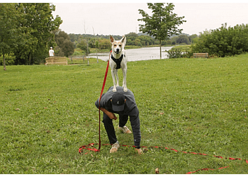 Cambridge dog trainer D'Arcy's Dog Training & Pet Services