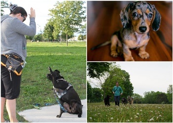 Cambridge dog trainer D'Arcy's Dog Training & Pet Services