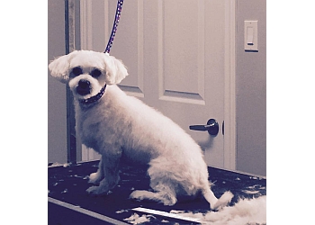 3 Best Pet Grooming in Burlington, ON - ThreeBestRated