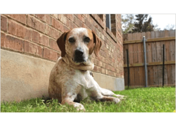 Richmond dog trainer Dog Trainer Shelley