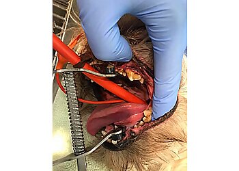 Drummondville veterinary clinic Dre Eve Biron Clinique Vétérinaire Inc.