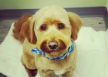 Winnipeg Salons de Toilettage Pour Animaux De Compagnie Dapper Dogs