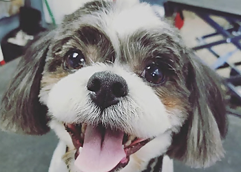 Winnipeg Salons de Toilettage Pour Animaux De Compagnie Dapper Dogs