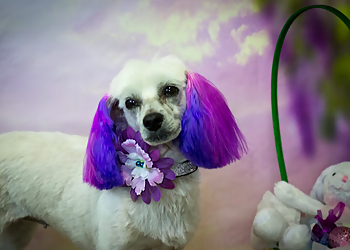 Winnipeg pet grooming Dapper Dogs