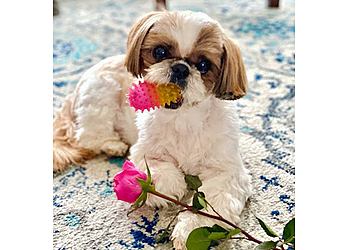 Halifax Cliniques Vétérinaires Dartmouth Veterinary Hospital