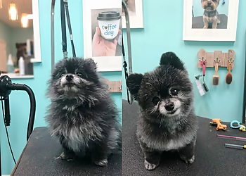 Dashing Dawgs - Vancouver, BC Pet Grooming - Service Image