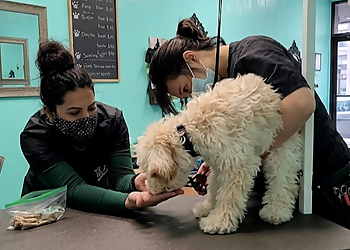 Dashing Dawgs - Vancouver, BC Pet Grooming - Dog Grooming Image