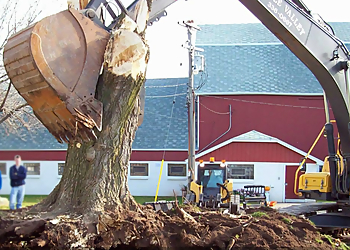 Dave Lund Tree Service and Forestry Co Ltd. - Newmarket, ON Tree Services - Tree Removal Image