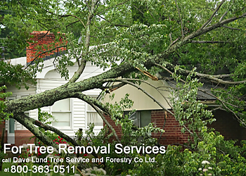 Newmarket tree service Dave Lund Tree Service & Forestry Co Ltd.