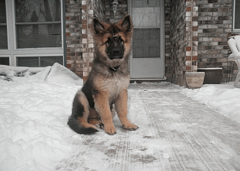 Niagara Falls dog trainer Dave McMahon’s Dog Training Academy