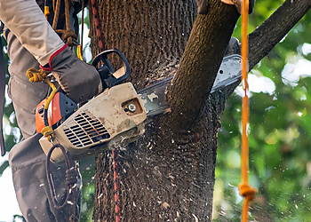 Mirabel tree service Dave Tree Service Mirabel